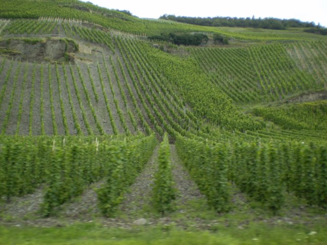 goodmoselvineyards.jpg