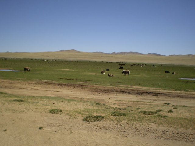 mixedgrazing.jpg