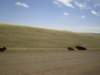mongolianspeedhumps_small.jpg